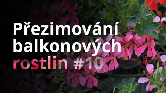 Přezimování balkonových rostlin #10