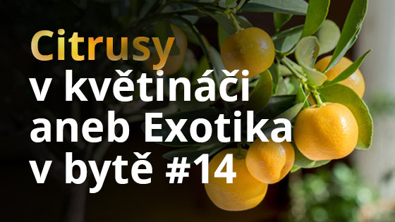 Citrusy v květináči aneb Exotika v bytě  #14