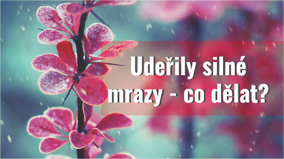 Udeřily silné mrazy – co dělat? 