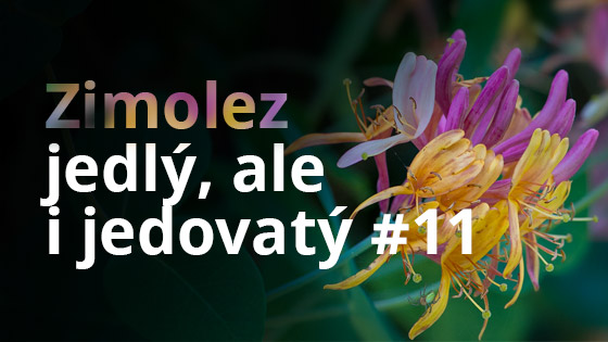 Zimolez - jedlý, ale i jedovatý #11