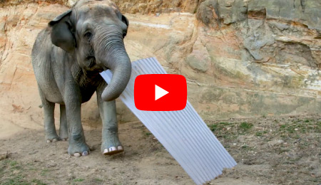 banner-video-guttagliss-wabe-test