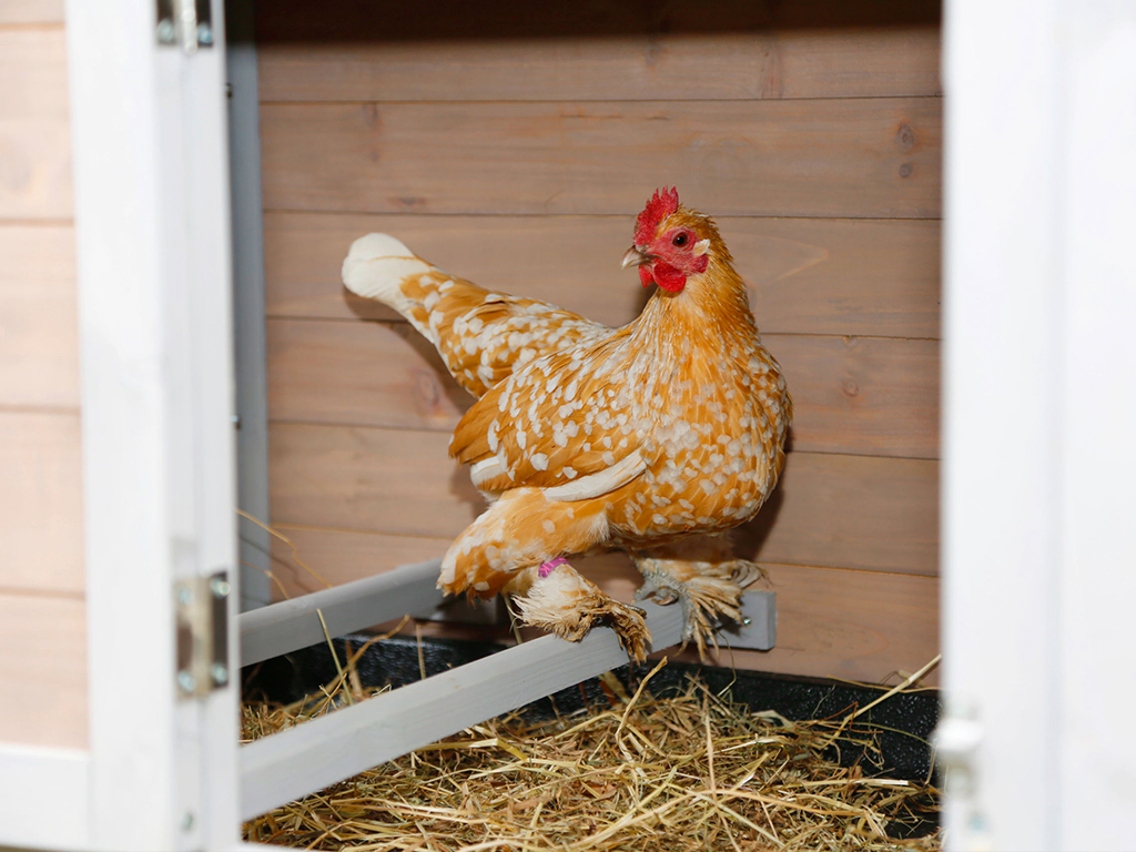 Kurník pro slepice KERBL BONNY BS0405 (obrázek 4)