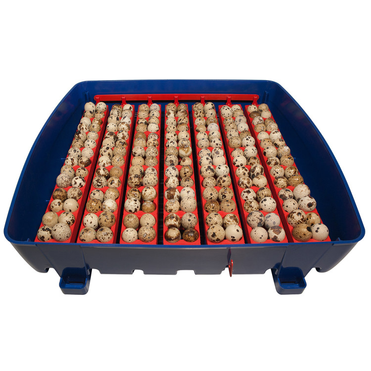 Agrofortel Líheň na vejce BOROTTO REAL 49