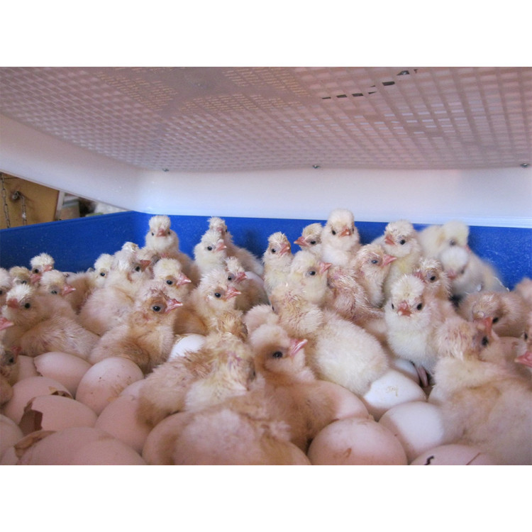 Agrofortel Líheň na vejce BOROTTO REAL 24 (obrázek 3)