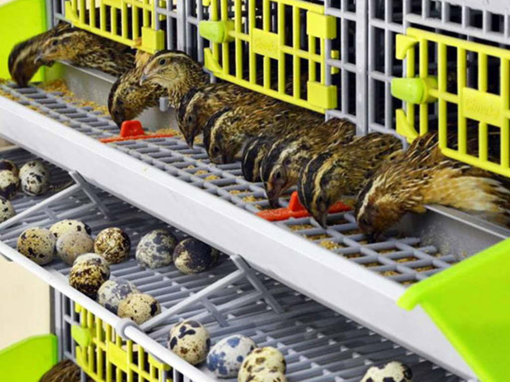 Bravson Klec pro křepelky CIMUKA BYK-03-5K - Obrázek 3