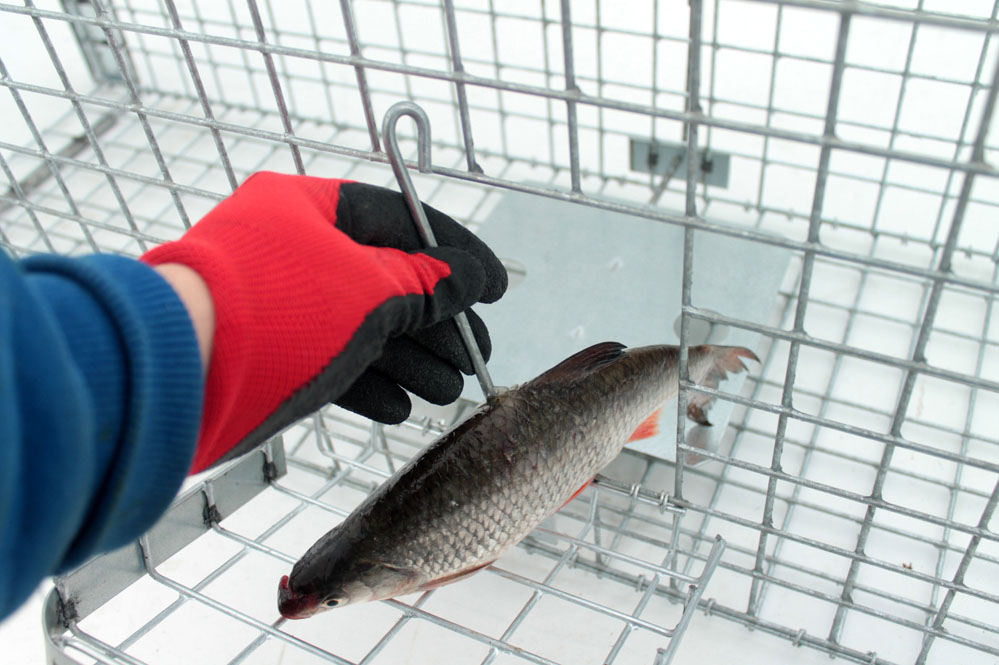 Zielolapka Profesionální past na lišky, kuny, vydry a kočky TRAP ST130x34x34V2 (obrázek 9)