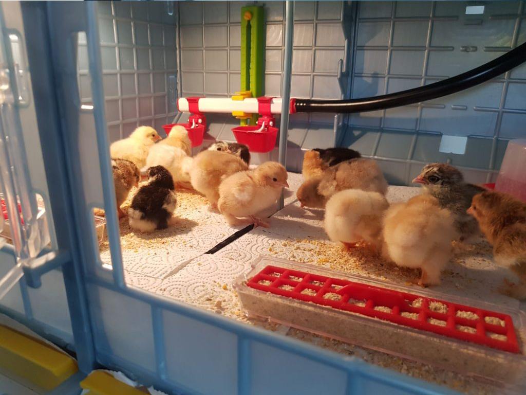 Bravson Přídavná odchovna drůbeže CIMUKA CB40-03-TA - Obrázek 4